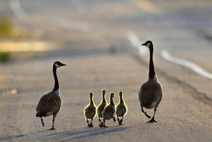 【干貨滿滿】為什么要買學(xué)區(qū)房，看完你就懂了